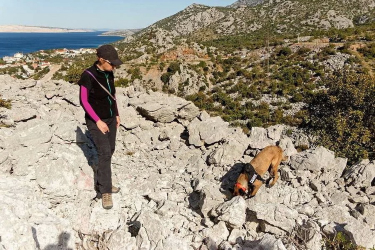 Archeological dog on a 3000 year old site in Croatia.